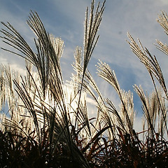 "단풍도 꽃이야! 이 모든 걸, 눈에 담아 둬야 해" 썸네일