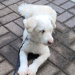 샤인 머스캣은 달아(2) 썸네일