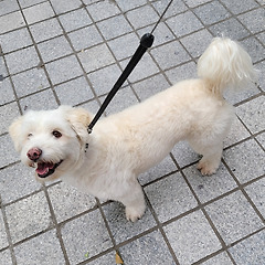 샤인 머스캣은 달아(1) 썸네일