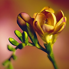 프리지어가 있는 방 썸네일