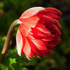 5. 꽃잎이 떨어지면 열매가 맺는다 썸네일