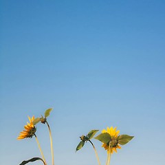 에필로그 | 괜찮아, 때 오면 곧 피어날 테니까 썸네일