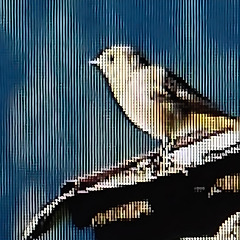 새벽의 침묵 썸네일