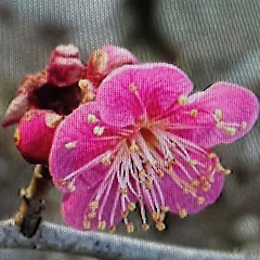 나의 삶을 꽃피우자 썸네일