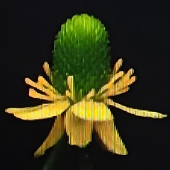 사랑은 끝나도 향기는 남아 썸네일