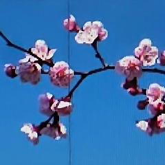 내 안의 봄은 아직 얼어 있다 썸네일