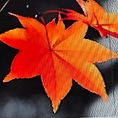 울고 난 마음 한 잎 썸네일