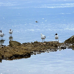 두부가 다쳤다.(1화) 썸네일