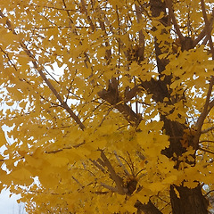 은행을 주으며 썸네일