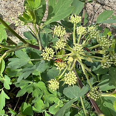 갯기름나물에 대하여 썸네일