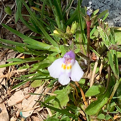 주름잎 꽃에 대하여 썸네일
