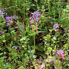 자주괴불주머니에 대하여 썸네일
