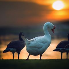 황금 알을 낳는 거위 썸네일