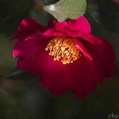 신안 분재공원의 애기동백과 새우란 썸네일