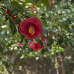 여수 오동도의 동백꽃 썸네일