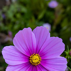 침묵하는 귀, 울어버리는 독자 썸네일