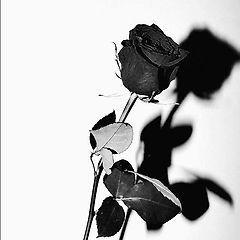 별 희한한 것들  썸네일