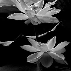 수면 위에 머무는 법 썸네일