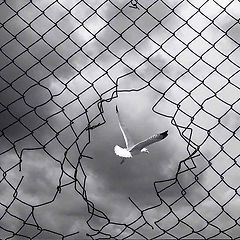 자유에 감염된다는 것 썸네일