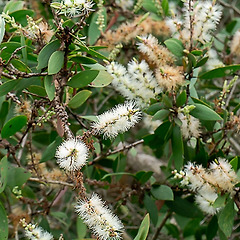 카주풋 역사와 어원 썸네일