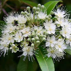 레몬 머틀의 역사와 어원 썸네일