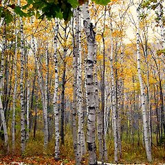 버치의 역사와 어원 썸네일