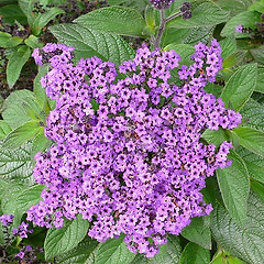 헬리오트로프의 역사와 어원 썸네일