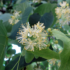 린덴 블로썸의 역사와 어원 썸네일