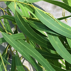 유칼립투스 시트리오도라 역사와 어원 썸네일