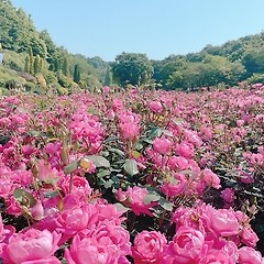 4월의 목요일, 봄기운을 뽐내는 화사한 향기  썸네일