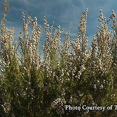 프라고니아 향의 역사와 어원 썸네일