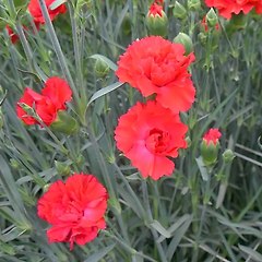 카네이션 향기의 역사와 어원 썸네일