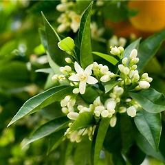 투박함을 태워 정교함을 벼려내는 火剋金 썸네일