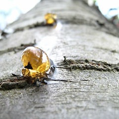 엘레미의 역사와 어원 썸네일