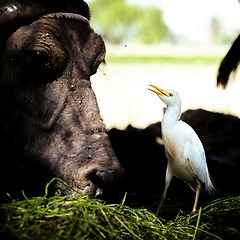 #부록:당신의 선택 썸네일