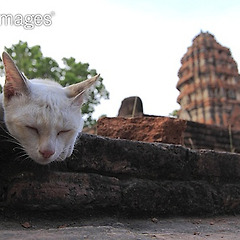 나도 모르는 나의 단면  썸네일