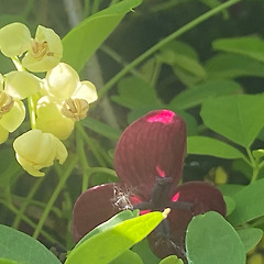 으름꽃 덩굴 썸네일