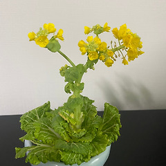 밥상 위의 봄봄 썸네일