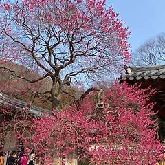 붉은 숨결 썸네일