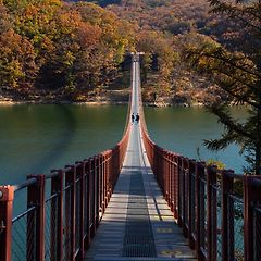 현수교의 곡선 뒤에 숨은 수학 썸네일