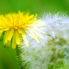 꽃의 왈츠 썸네일