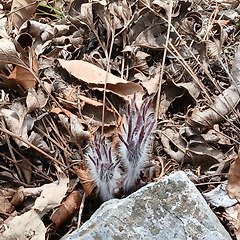 [완결] 영월, 단종과 할미꽃의 눈물(9) 썸네일
