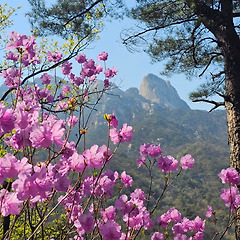진달래 사랑 썸네일