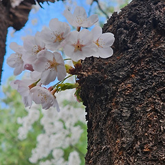 나무의 심장에서 터진 고백 썸네일