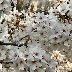 봄, 짝사랑 썸네일