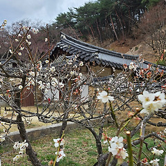 매화에 물 주어라 썸네일