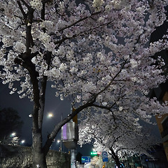 벚꽃엔딩 썸네일