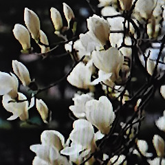 잎 없이 서 있는 이유 썸네일