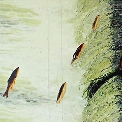 왕피천(王避川) 연어 썸네일