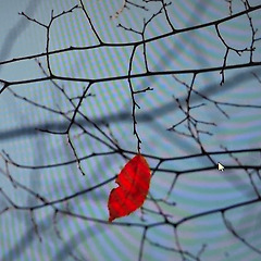 잎새 하나의 떨림 썸네일